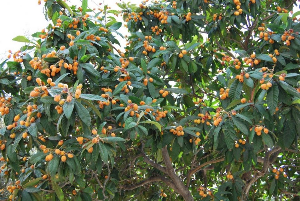 La nèfle japonaise en plein champ ne s'enracine pas bien, mais pousse bien et porte des fruits dans un climat tempéré chaud.