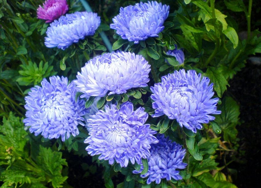 aster