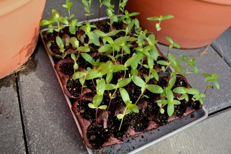 Semis avant cueillette