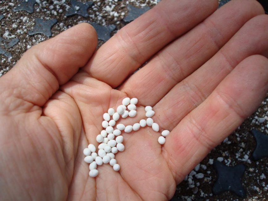 Semences enrobées industriellement