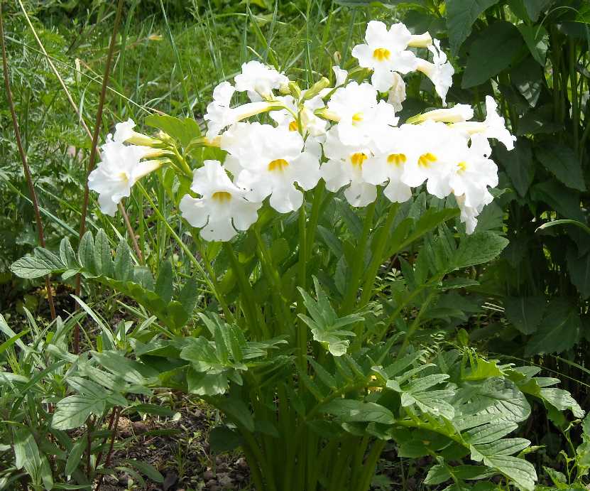 Variété White Swan
