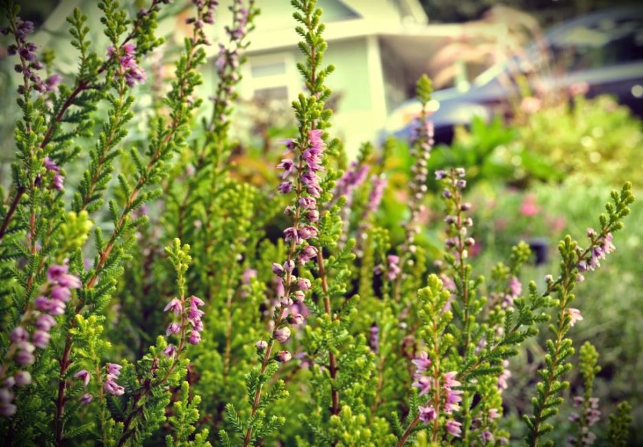 La taille se fait au printemps