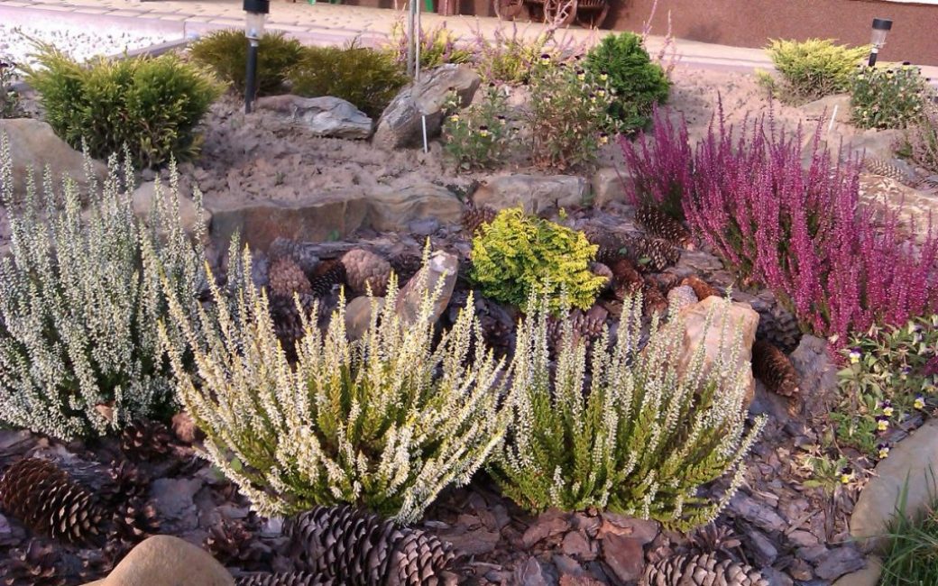Bruyères dans un jardin rocailleux