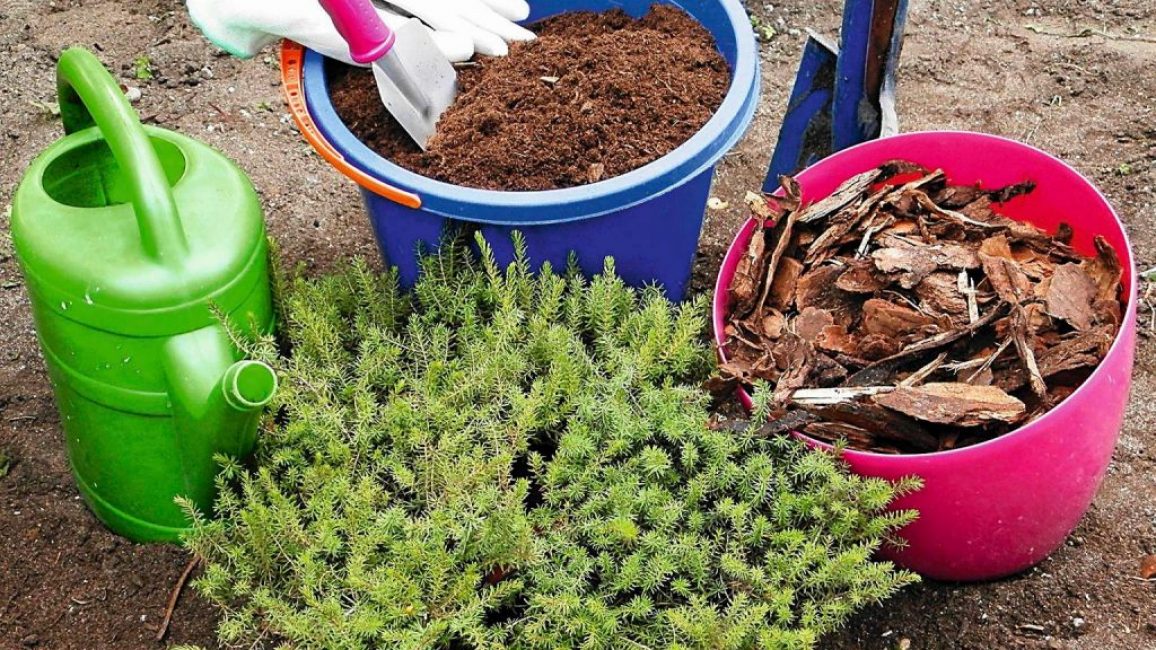 Les buissons sont plantés au printemps ou fin septembre