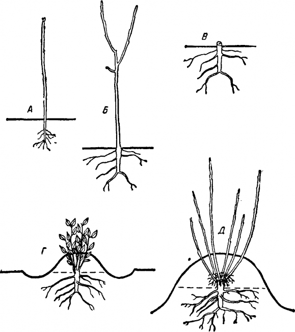 Reproduction par marcottage vertical