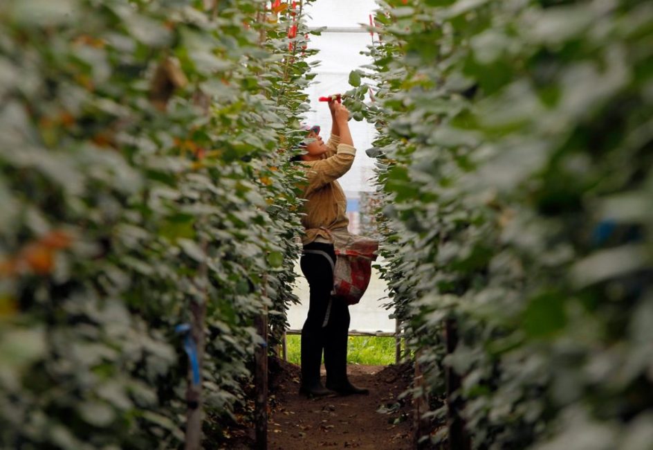 Certaines variétés de roses sont beaucoup plus hautes que la croissance humaine