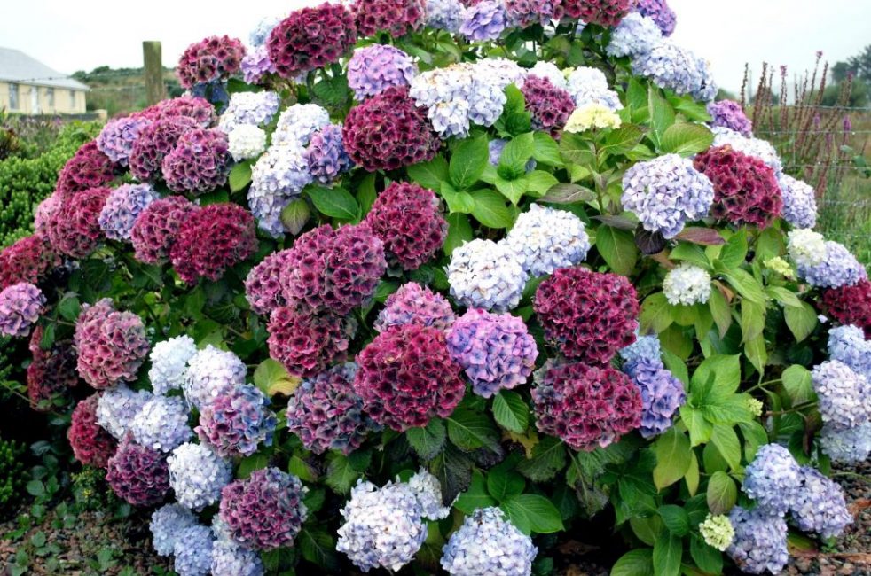 hortensia