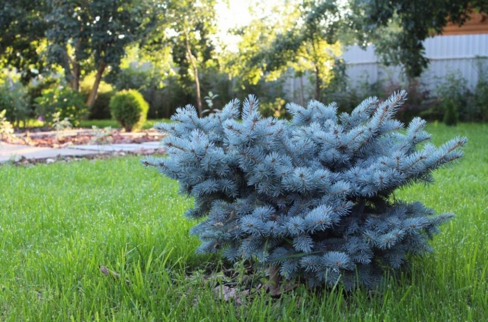 Pour que la tige ne meure pas, il faut en prendre soin