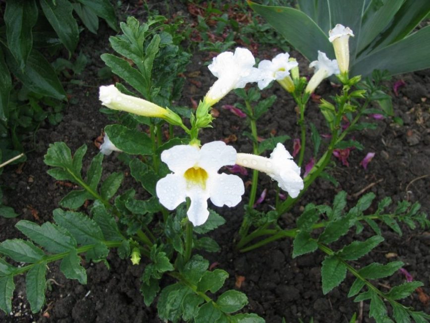 En règle générale, la division de la brousse n'est pas souvent utilisée