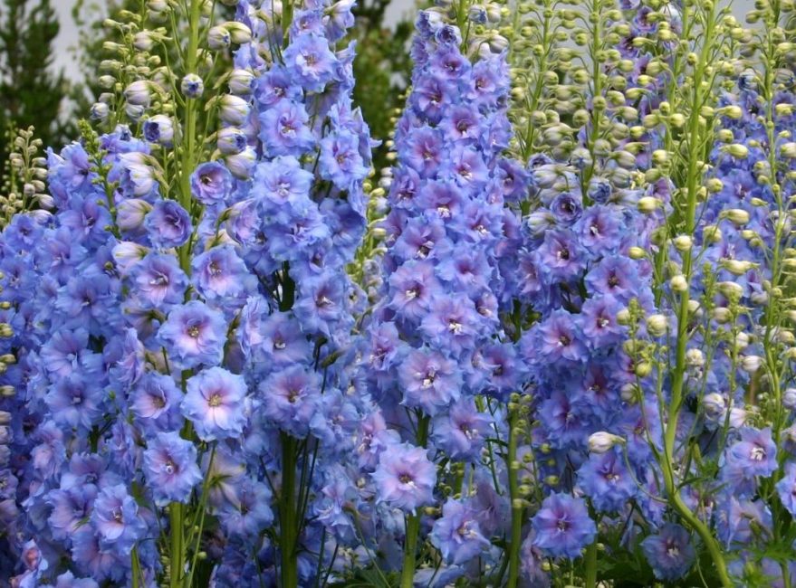 delphinium