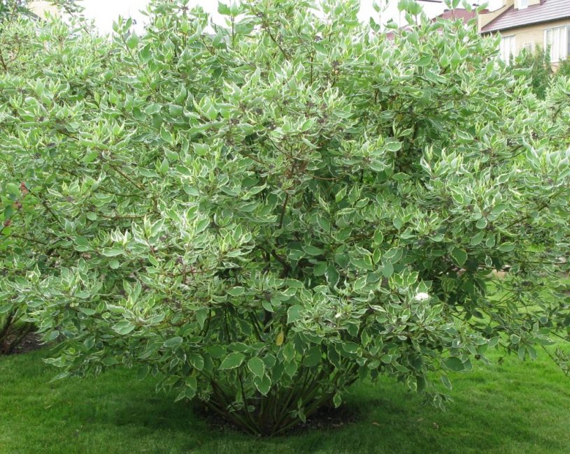 Derain blanc utilisé en solitaire