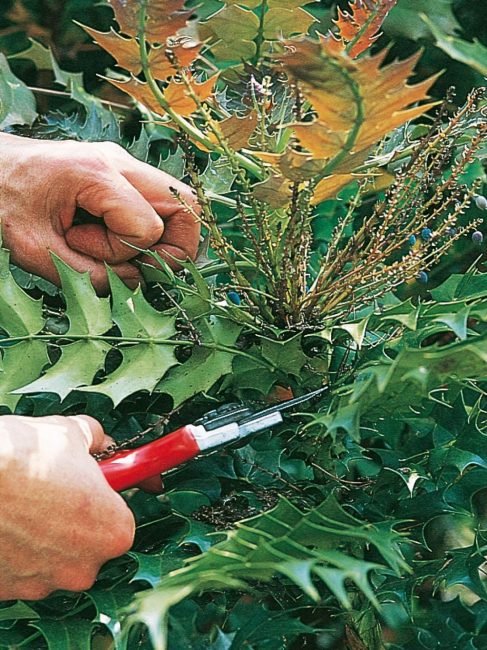 Buisson d'élagage sanitaire