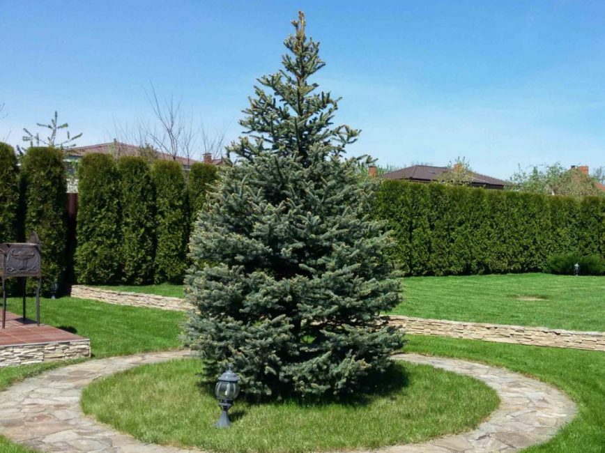 Pour que l'épinette pousse bien, vous devez suivre trois règles simples