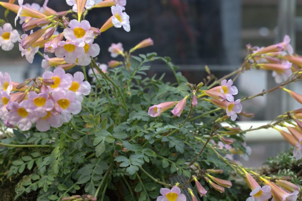 En termes de culture d'incarvillea ne nécessite pas de compétences particulières