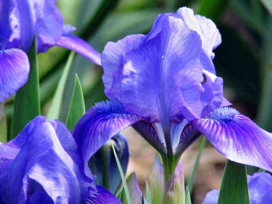 iris