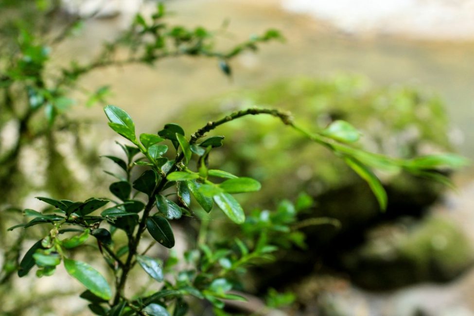 La population de la brousse de Colchis dans la Fédération de Russie est protégée par l'État