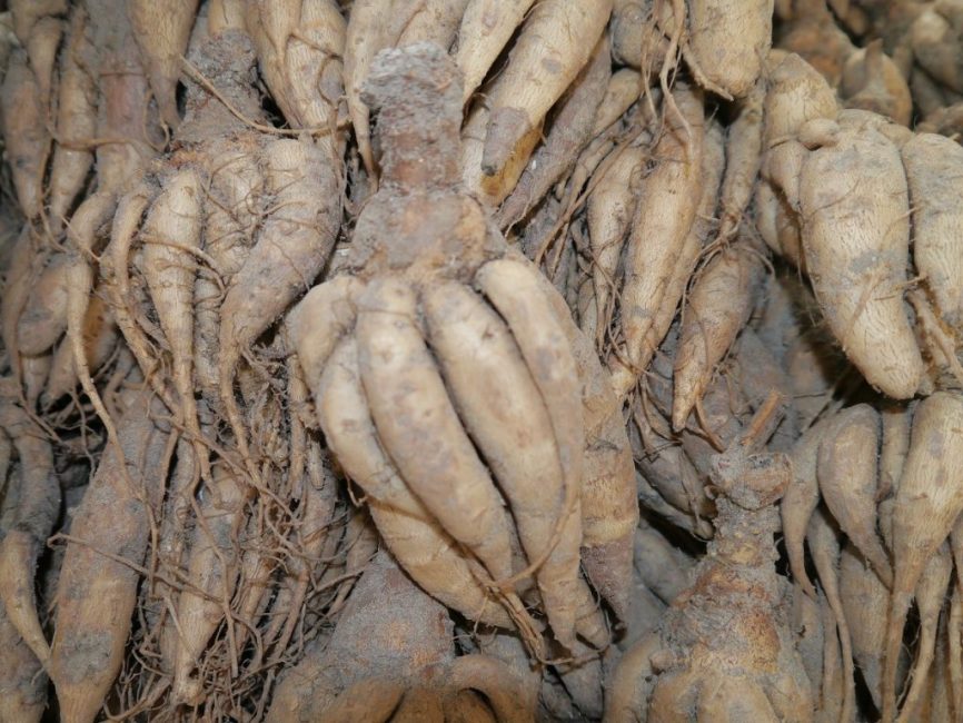 Tubercules d'incarvillea