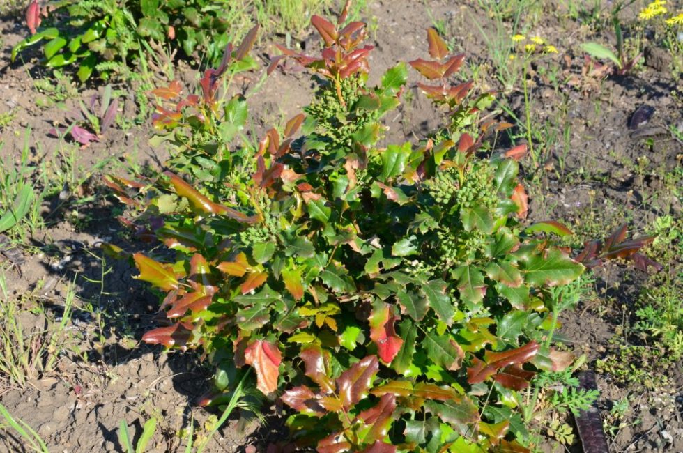 Le meilleur moment pour transplanter est le début du printemps