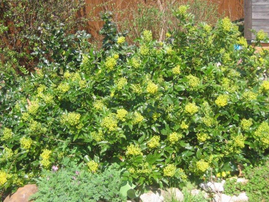 Mahonia abondamment envahi