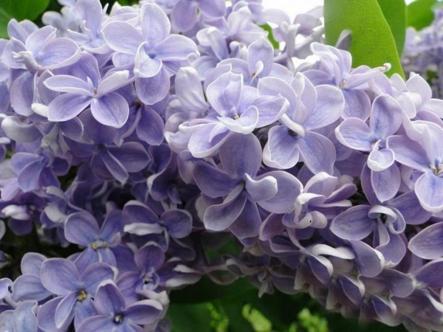 Lilas éponge
