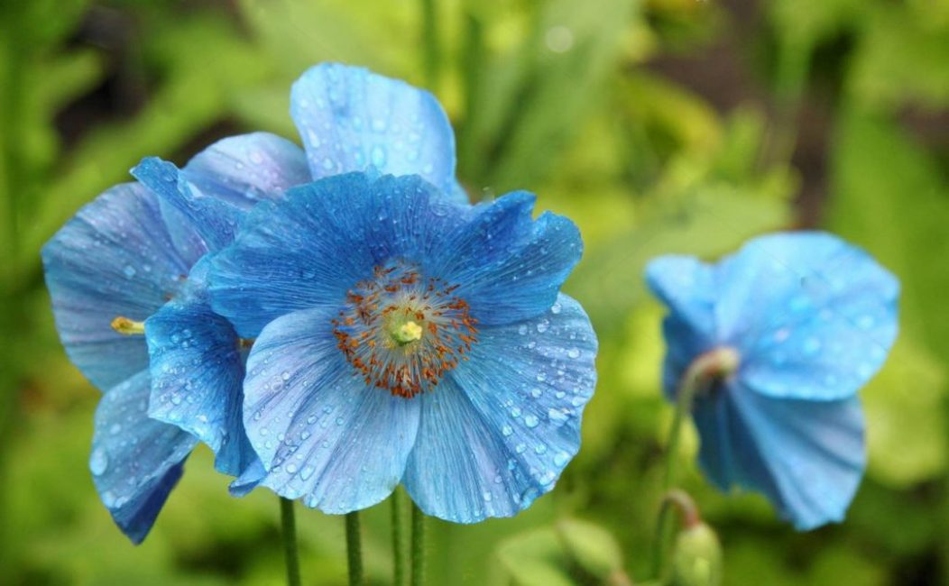 méconopsis