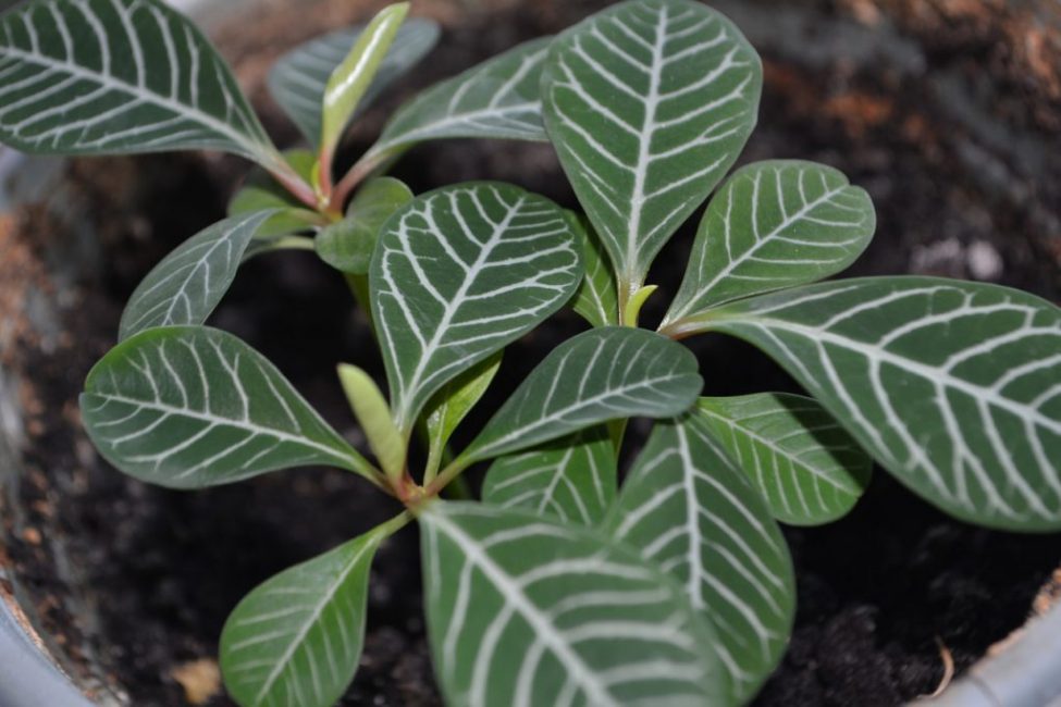 euphorbe à nervures blanches