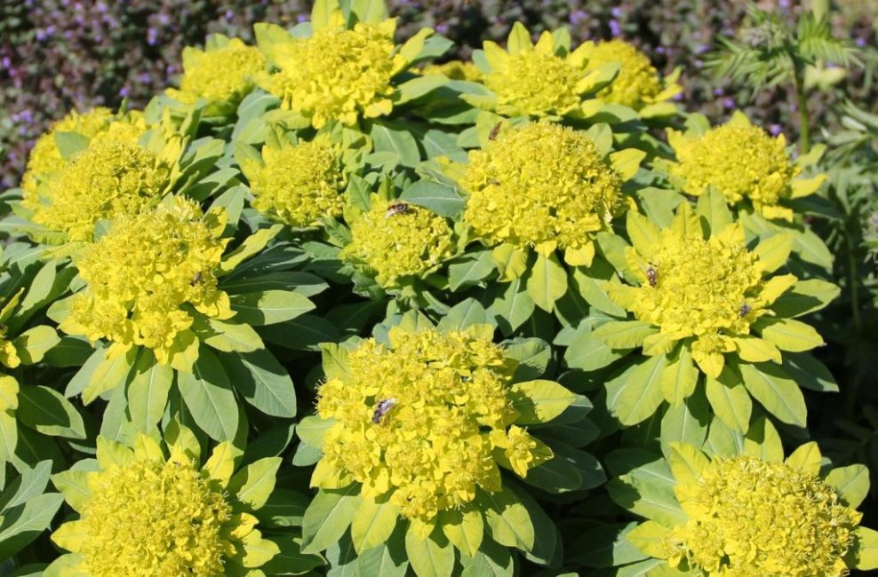 marais aux euphorbes