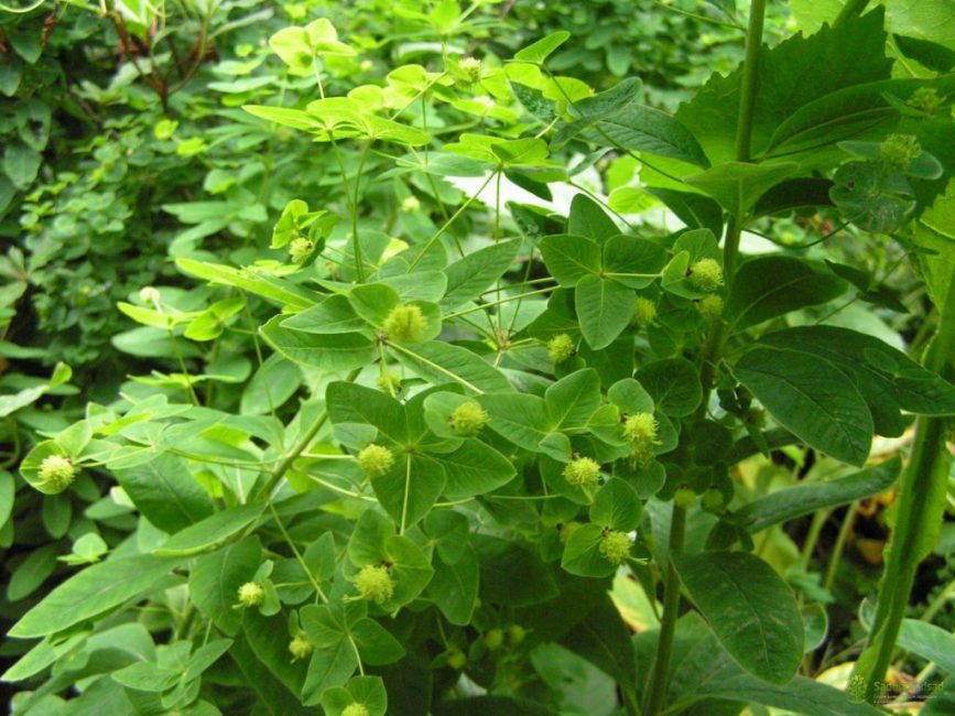 euphorbe écailleuse