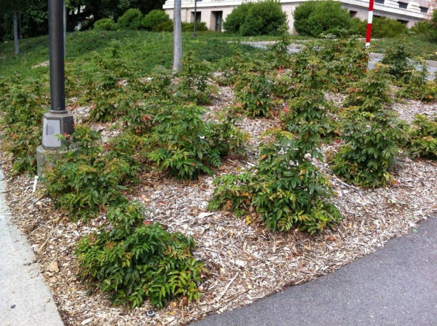 buissons paillés