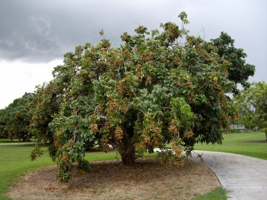 Tous les types d'eriobotria ne sont pas populaires auprès des éleveurs