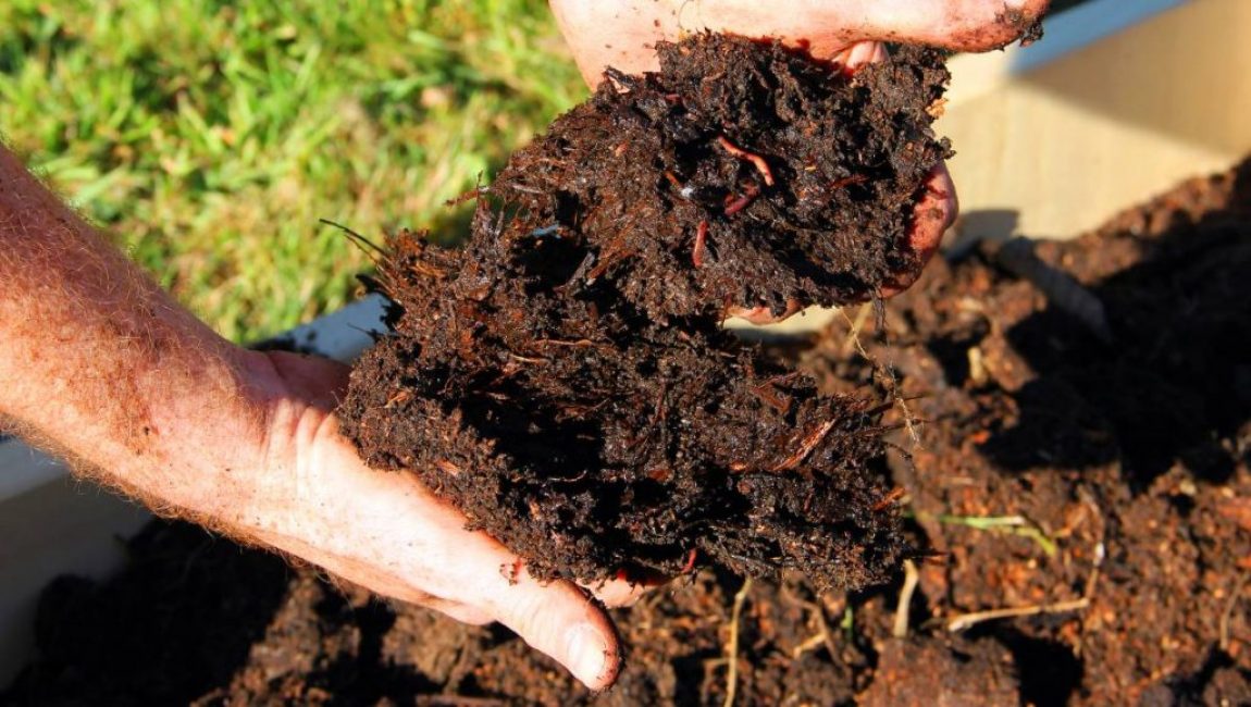 En automne, des engrais organiques doivent être appliqués sur la parcelle de zinnia.