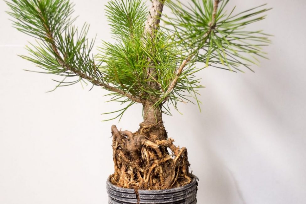 Les racines des conifères ont des propriétés d'aspiration accrues