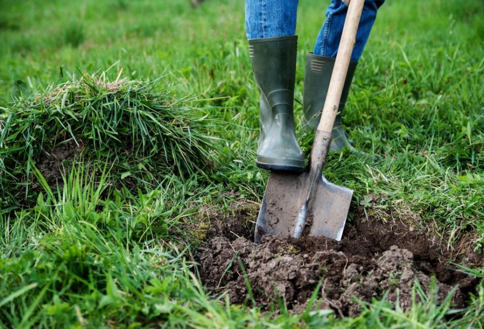 Il est préférable de préparer les terres à planter à l'automne