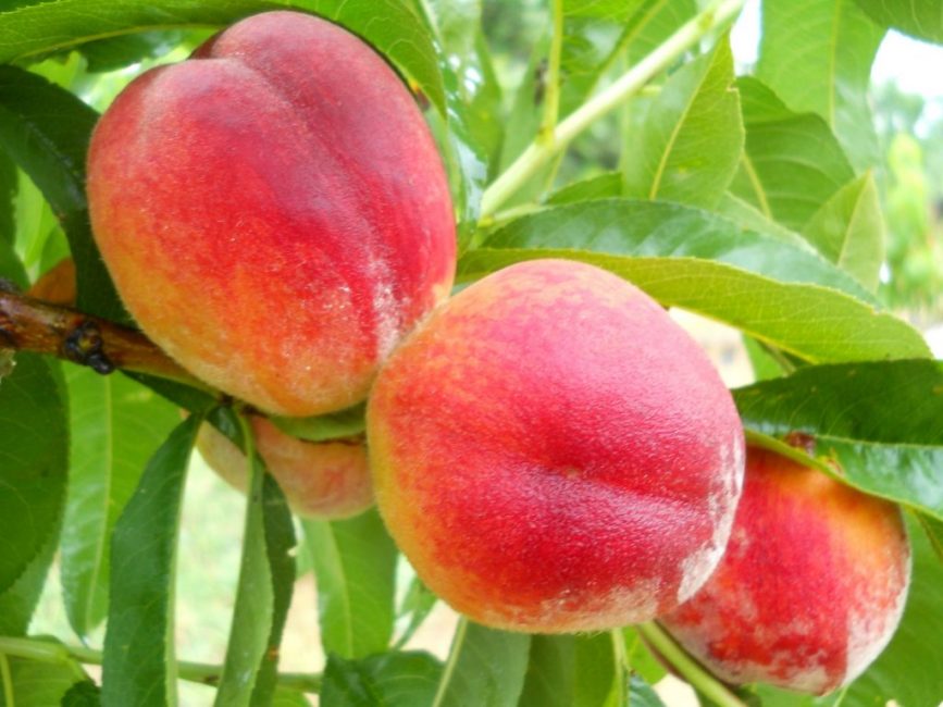 pêche Favorit Morettini