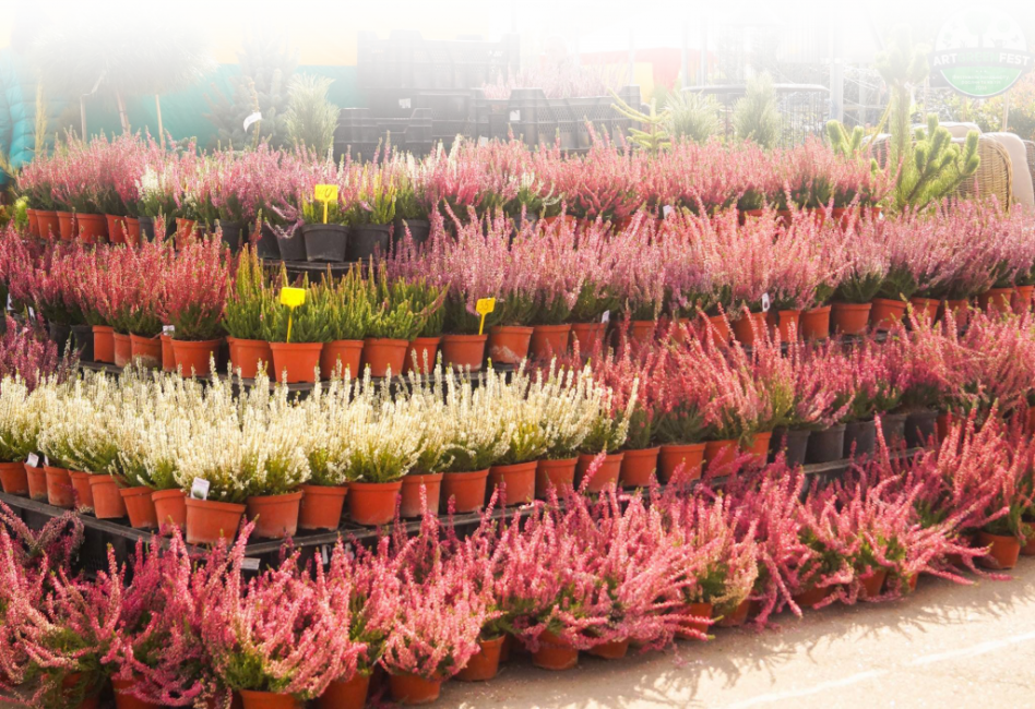 Les meilleures variétés de bruyère se trouvent en pépinière