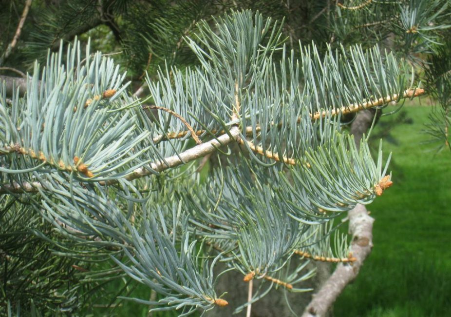 sapin unicolore violacea