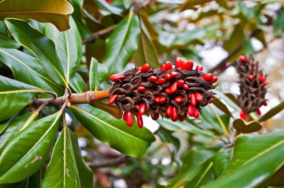 fruits de magnolia