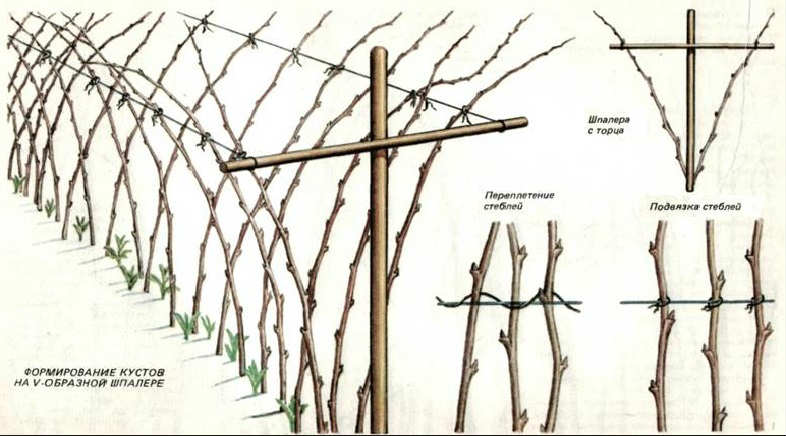 Jarretière framboise