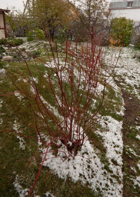 Toutes les variétés de seringat ne peuvent pas supporter un hiver rigoureux.