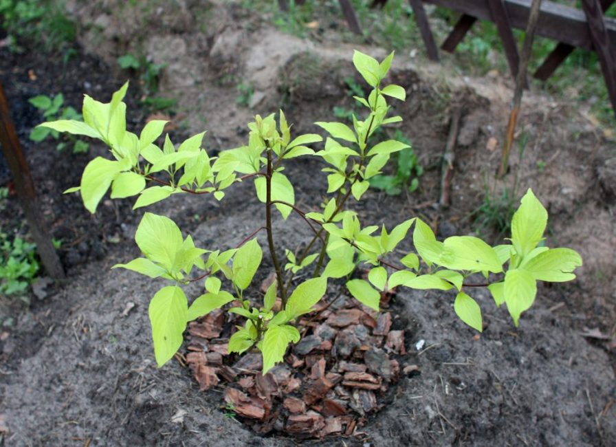 Mieux planté au début du printemps ou à la fin de l'automne