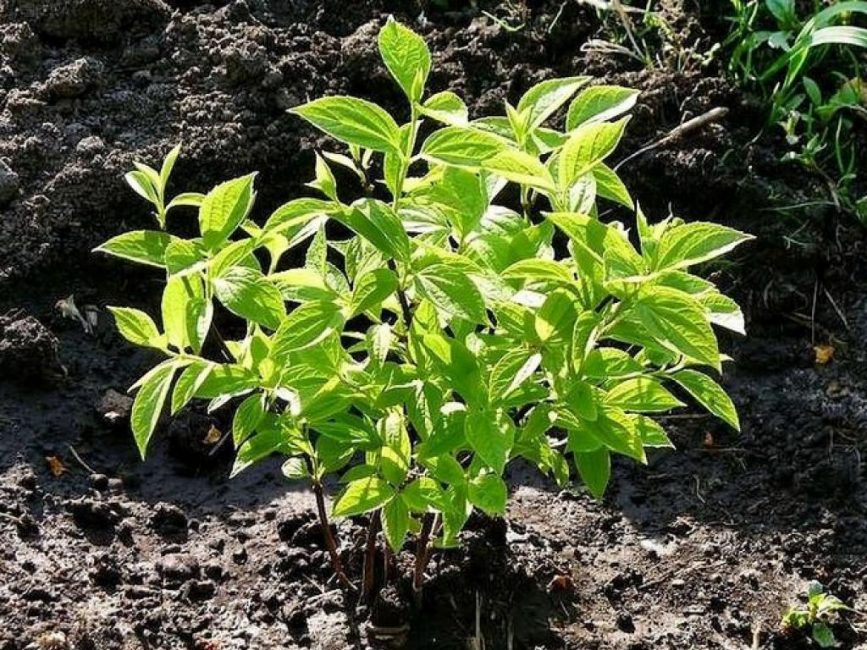 Chubushnik aime le soleil