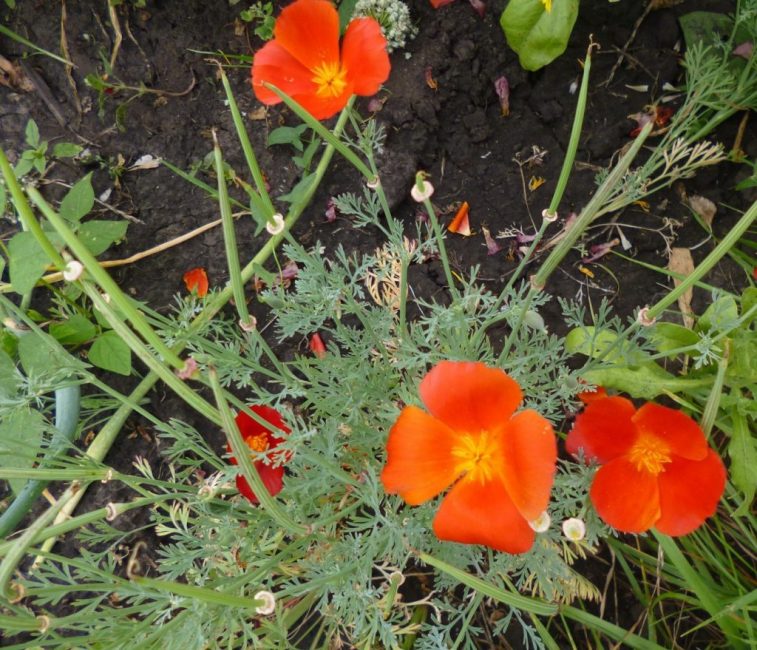 Il faut régulièrement ameublir le sol autour de l'escholzia