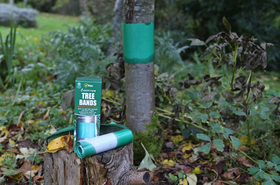 Ceinture imprégnée d'insecticide