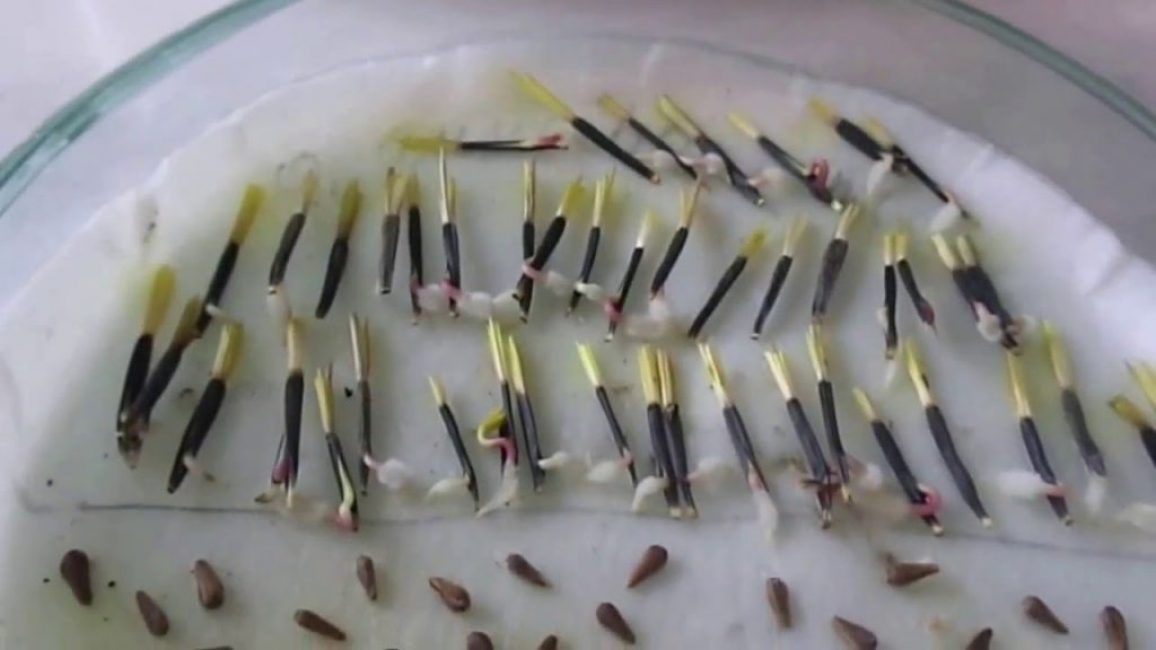 Germination des soucis