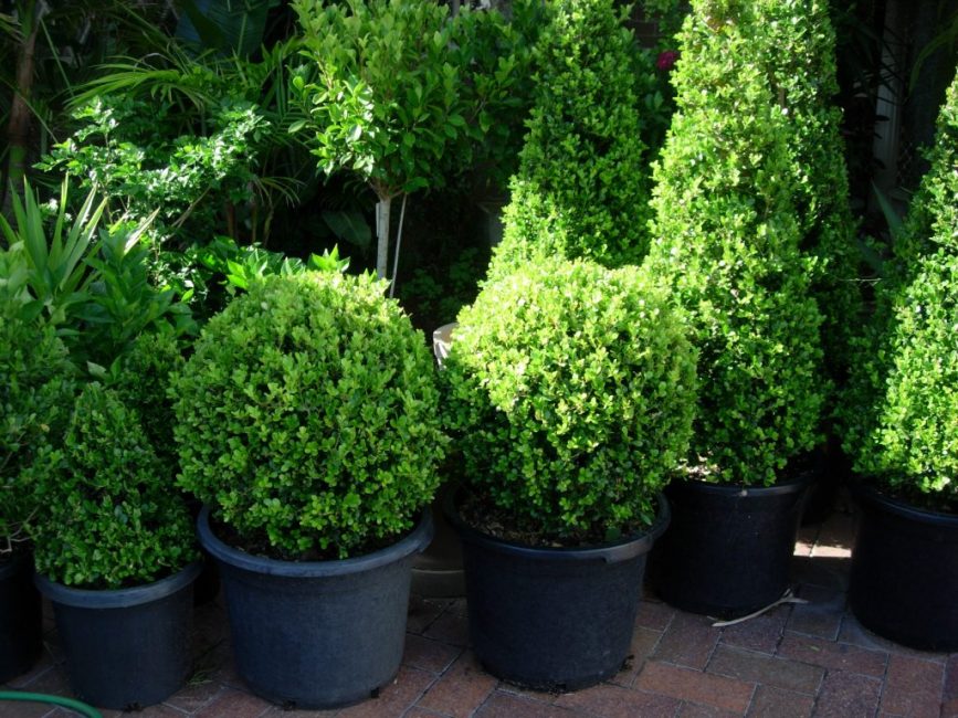 Le buis peut se multiplier de plusieurs manières