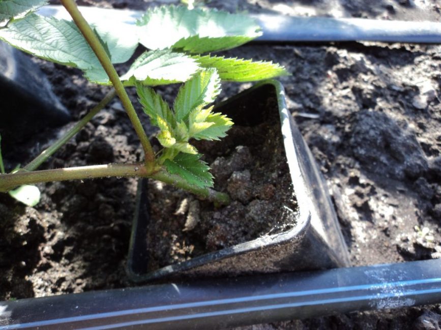 Les mûres se propagent de plusieurs façons.