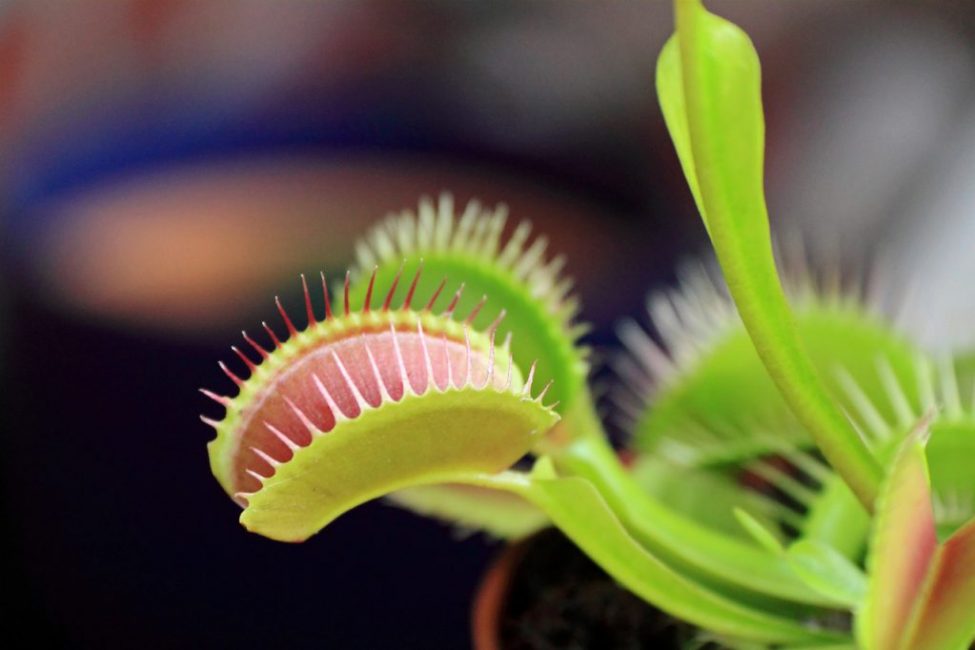 Le droséra est une plante terrible pour les enfants. A Dieu ne plaise l'enfant le voit avaler un insecte. Le bébé aura une peur écrasante qu'un jour cette plante puisse aussi le mordre.