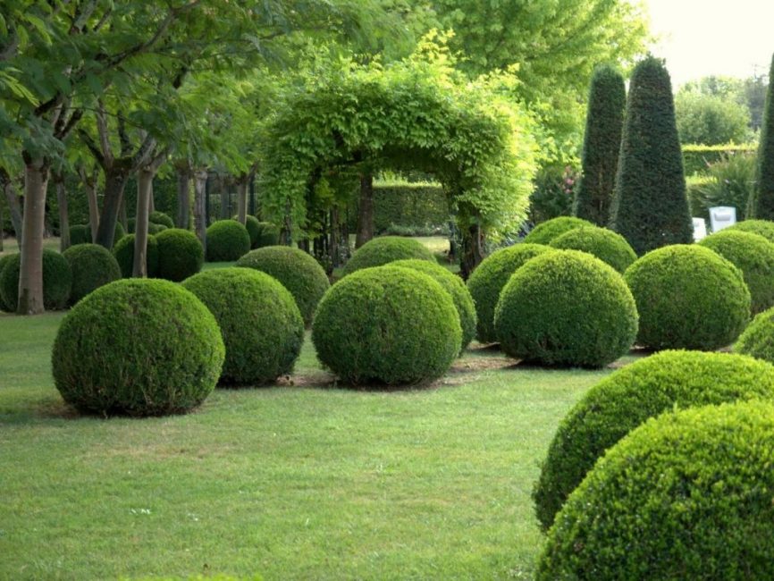 Buxus est répandu dans l'aménagement paysager et est utilisé pour créer les formes de haies les plus bizarres.