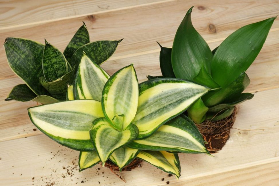 Si les grands types de sansevieria sont interdits de culture dans une chambre d'enfant et dans les garderies, il peut être recommandé de faire attention aux variétés trop petites, par exemple la variété Hani de sansevieria