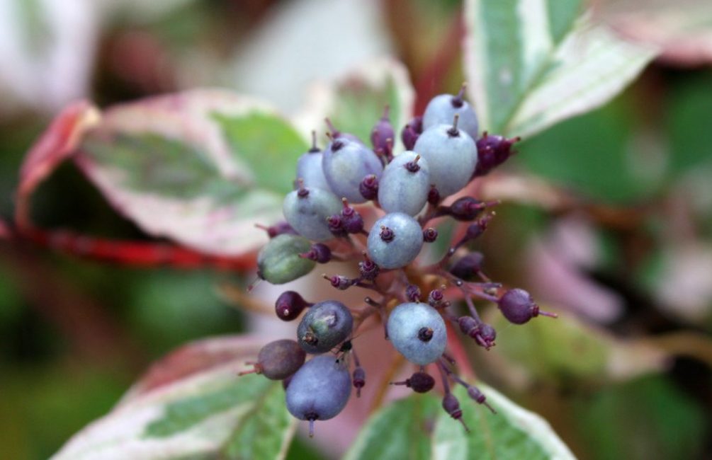 Les graines sont récoltées en automne